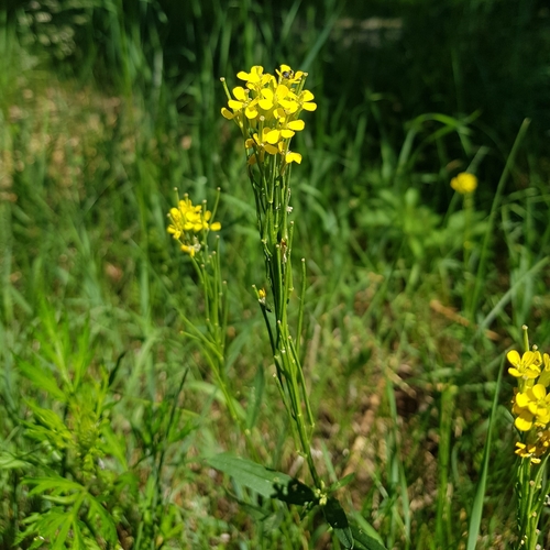Image of European Wallflower (Erysimum virgatum) by (c) Ilkka Tuunainen, some rights reserved (CC BY-SA)