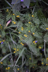 Tagetes foetidissima