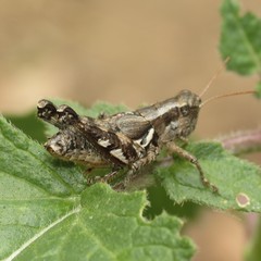 Aeoloplides fuscipes