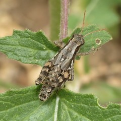 Aeoloplides fuscipes