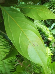Nectandra
