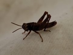 Eotettix