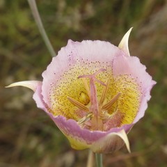Calochortus plummerae