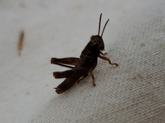 Eotettix