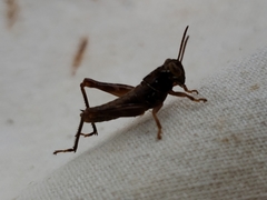 Eotettix