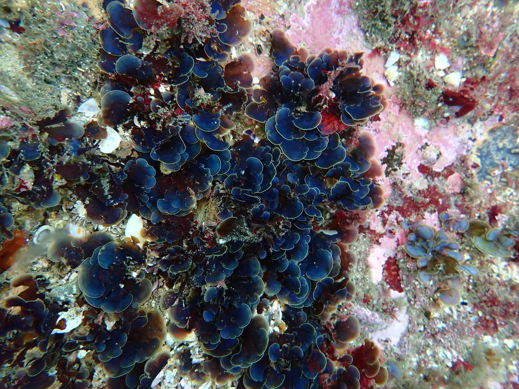 Photo of Variegated Fan Algae (Lobophora variegata)