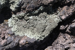 Xanthoparmelia mexicana