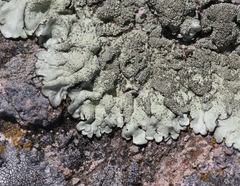 Xanthoparmelia mexicana