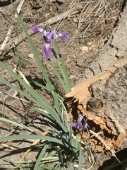 Iris hartwegii australis