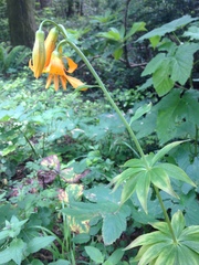 Lilium columbianum