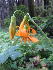 Lilium columbianum