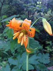 Lilium columbianum