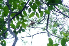 Ramphotrigon flammulatum