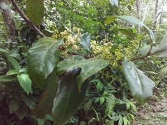 Ocotea leucoxylon
