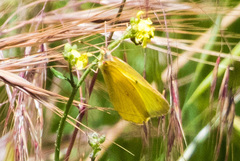Colias harfordii