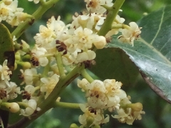 Ocotea leucoxylon