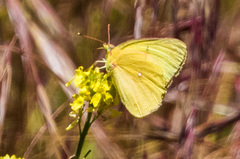 Colias harfordii