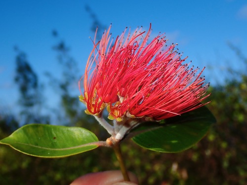 Metrosideros collina observed 2019-10-02