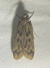 Martyringa latipennis