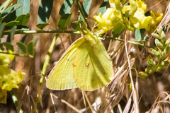 Colias harfordii