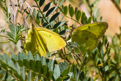 Colias harfordii