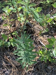 Lilium washingtonianum