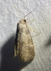 Hyperstrotia pervertens