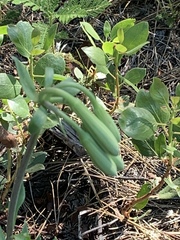 Lilium washingtonianum