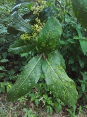 Ocotea leucoxylon