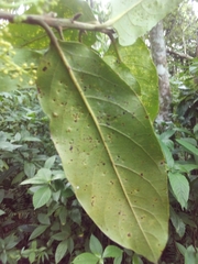Ocotea leucoxylon