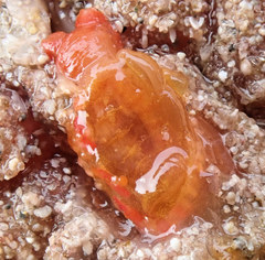 Styelidae