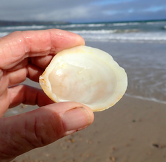 Pseudarcopagia decora