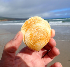 Pseudarcopagia decora