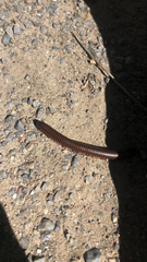 Narceus americanus