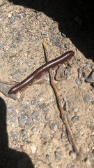 Narceus americanus