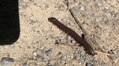 Narceus americanus