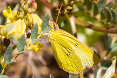 Colias harfordii