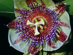 Passiflora platyloba