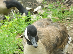 Branta canadensis