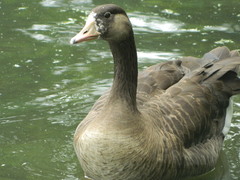 Anser anser × Branta canadensis
