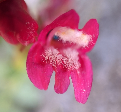 Sonoma Mountain Pride