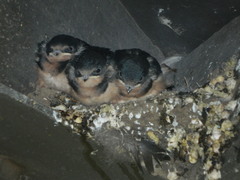 Hirundo rustica
