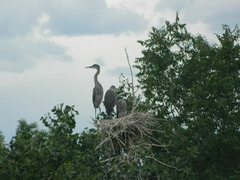 Ardea herodias