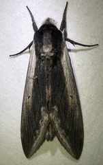 Sphinx drupiferarum