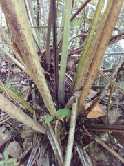 Cyathea horrida