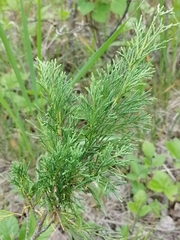 Juniperus pseudosabina