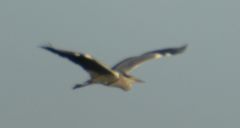 Ardea cinerea