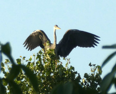 Ardea cinerea