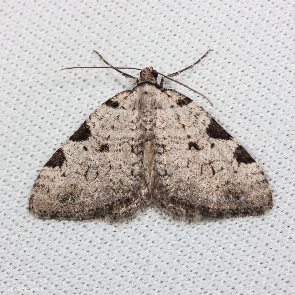Spotted Rivulet