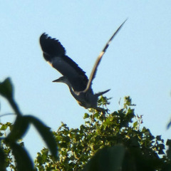 Ardea cinerea